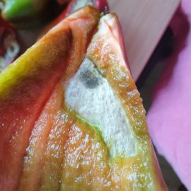 Ardei kapia – pete negre si zone uscate pe fruct