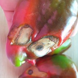 Ardei kapia – pete negre si zone uscate pe fruct