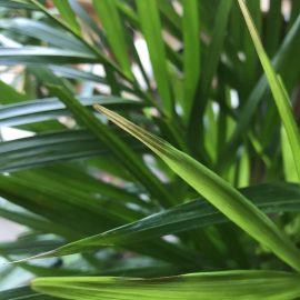 Areca Palm – frunze tinere maronii la varfuri