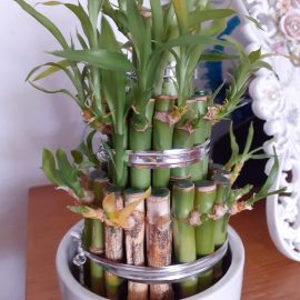 Bambus Norocos - tulpini ingalbenite si putrezite