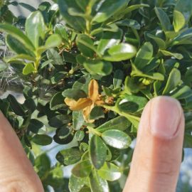 Bonsai ilex crenata (macrobonsai) – frunze ingalbenite
