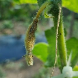 Castraveți –  frunze cu margine ingalbenita si fructe uscate