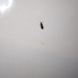 insecte negre in casa