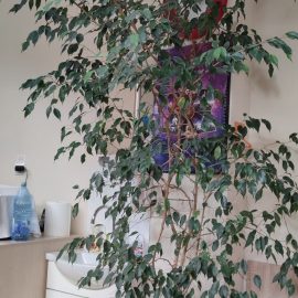 Ficus benjamin – frunze uscate