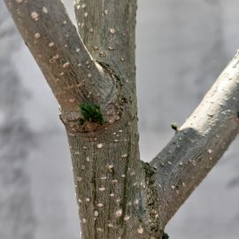 Insecte mici si verzi la baza frunzelor - albizia