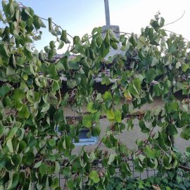 Kiwi - frunze rasucite si fructe nedezvoltate