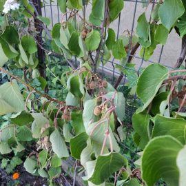 Kiwi – frunze rasucite si fructe nedezvoltate