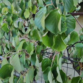 Kiwi – frunze rasucite si fructe nedezvoltate