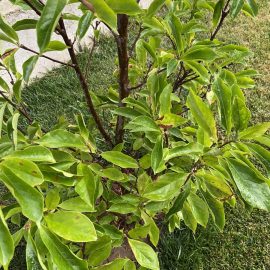 Magnolia cu pete pe frunze – udare prin aspersoare