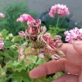 Muscata curgatoare – flori uscate