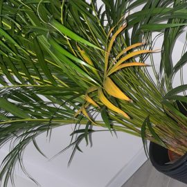 Palmier Areca – se ingalbenesc frunzele