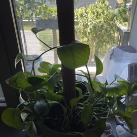 Philodendron - a stagnat in crestere