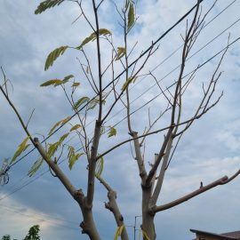 Arbore de matase plantat in primavara - ingalbenirea si caderea frunzelor