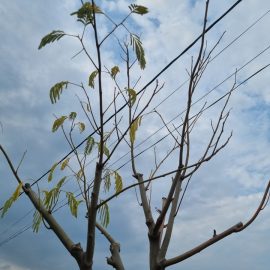 Arbore de matase plantat in primavara – ingalbenirea si caderea frunzelor