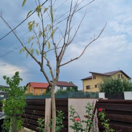 Arbore de matase plantat in primavara – ingalbenirea si caderea frunzelor