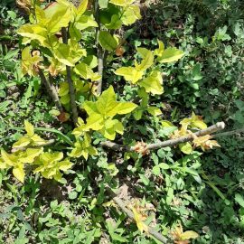 aronia – frunze galbene si uscate