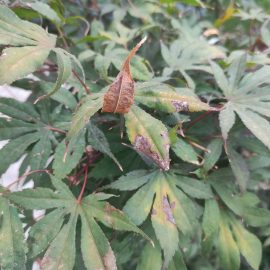 Artar japonez - varful frunzelor uscat