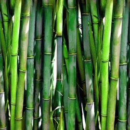 Decorative de exterior bambus - Comunitatea Botanistii