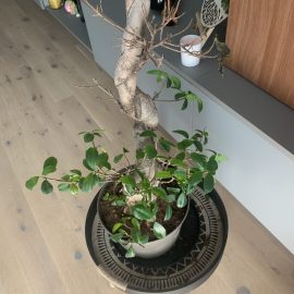 bonsai - cadere frunze