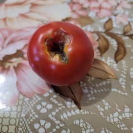 tomate – vierme in interiorul fructelor