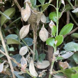 buxus – frunze uscate cu panza ca de paianjen (omida buxusului)