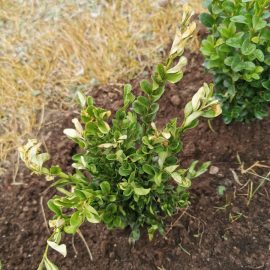 Buxus recent plantat (ingalbenire frunze)