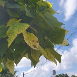 Catalpa cu frunze ingalbenite - carenta de fier