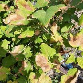 coacaz – frunze galbene