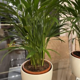Dypsis lutescens – Areca palm – replantare