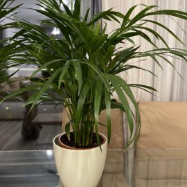Dypsis lutescens – Areca palm – replantare