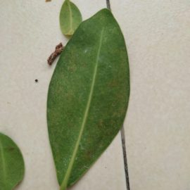 Ficus Ginseng – pete maronii pe frunze