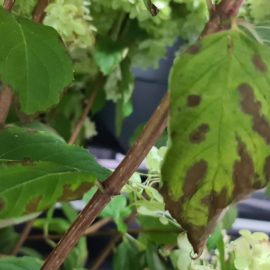 Hortensia Paniculata achizitionata recent - frunze si flori brunificate