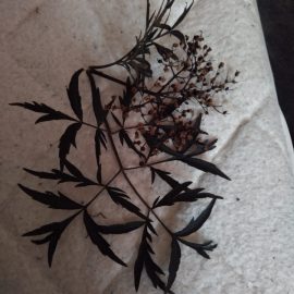 Identificare planta – soc negru f. porphyrophylla