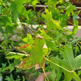 Liquidimbar cu frunze ingalbenite – carente nutritive (fier)