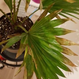 Livistona palmier – frunze uscate, deteriorate