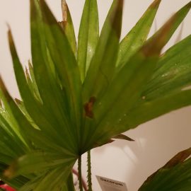 Livistona palmier – frunze uscate, deteriorate