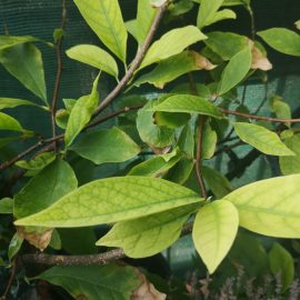 Magnolia – frunze galbene