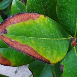 Magnolia grandiflora cu marginile frunzelor ingalbenite si maronite