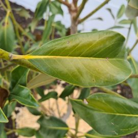 Magnolia grandiflora –  formatiuni pe tulpina si pete pe frunze