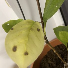 Magnolia yellow – pete pe frunze si insecte mici, verzi