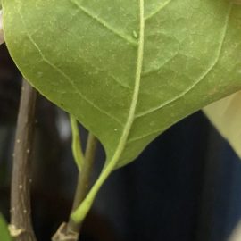 Magnolia yellow – pete pe frunze si insecte mici, verzi