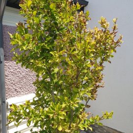 Magnolie cu frunze uscate (carenta de fier)
