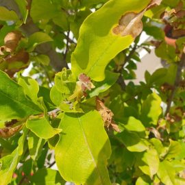 Magnolie cu frunze uscate (carenta de fier)