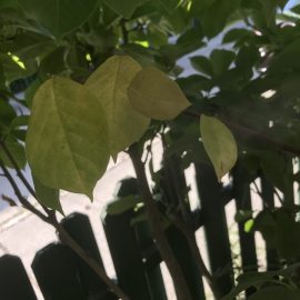 Magnolie cu frunzele noi ingalbenite
