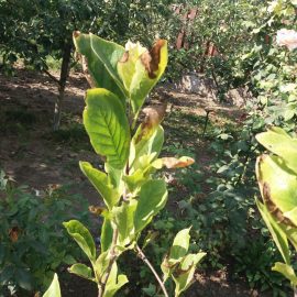 Magnolii cu simptome pe frunze