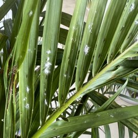 Palmier – insecte de culoare alba pe frunze