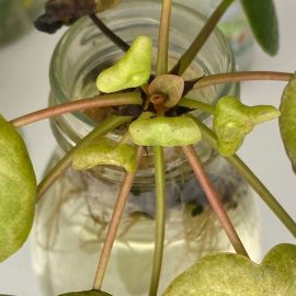 Pilea Peperomioides – praf negru pe frunze si margini negre