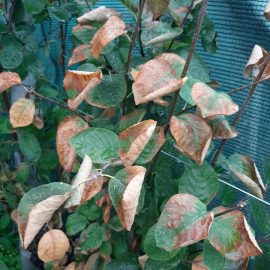 pom de stafide – frunze galbene si uscate