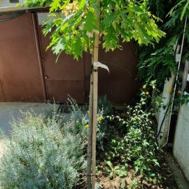 Quercus Rubra (stejar rosu) - se ofileste de 3 saptamani