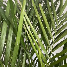 tratament palmier areca – paduchi albi pe frunze